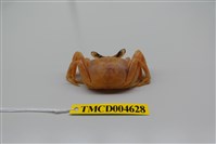 藏品(角眼沙蟹)的圖片